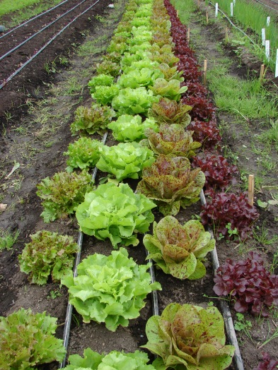Greenhouse lettuce at skipley farm